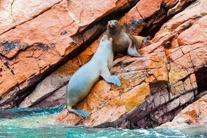 Two sea lions resting on colorful rocks near the ocean.