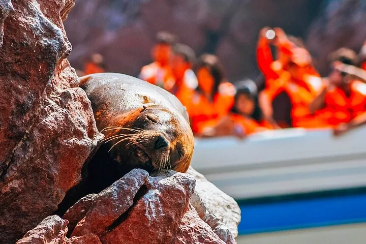 Sea lion resting on a rock with a tour boat in the background.