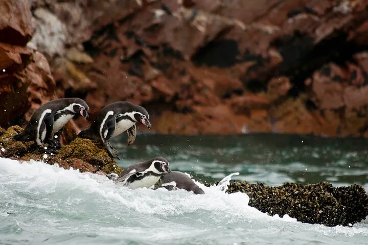 Penguins standing on a rocky shore near crashing waves.